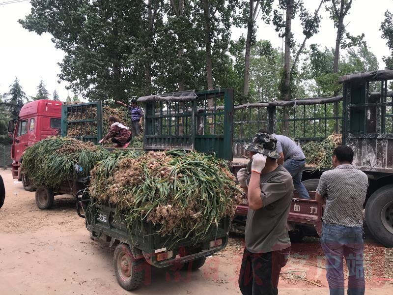 中牟蒜苔最新報價——市場走勢與種植戶策略分析