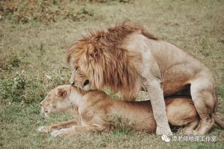 探索動物世界的奧秘，最新發布的2017動物配種視頻